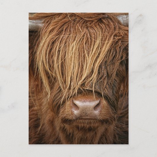 Carte Postale Vache écossaise des Highlands - Écosse (Devant)