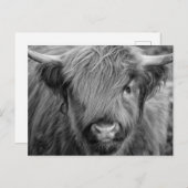 Carte Postale Vache écossaise des Highlands - Écosse (Devant / Derrière)