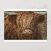 Carte Postale Vache écossaise des Highlands - Écosse (Devant)
