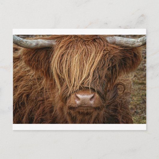 Carte Postale Vache écossaise des Highlands - Écosse (Devant)