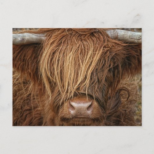 Carte Postale Vache écossaise des Highlands - Écosse (Devant)