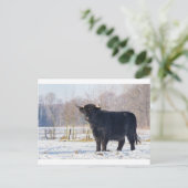 Carte Postale Vache écossaise haute en hiver dans la neige (Debout devant)