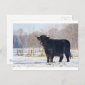 Carte Postale Vache écossaise haute en hiver dans la neige (Devant / Derrière)