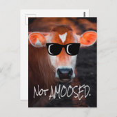 Carte Postale Vache en lunettes de soleil Pas aMOOsed mignon drô (Devant / Derrière)