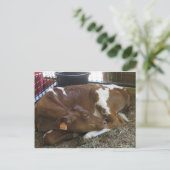 Carte Postale Vache endormie (Debout devant)