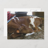 Carte Postale Vache endormie (Devant / Derrière)