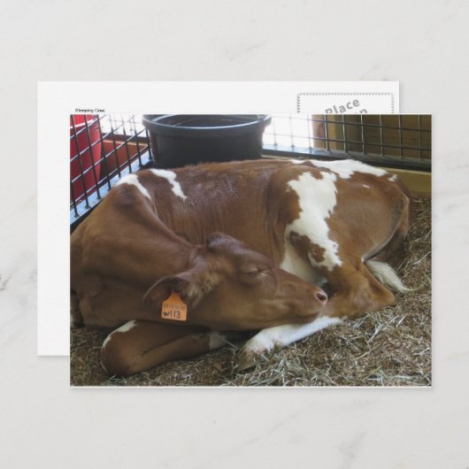 Carte Postale Vache endormie (Devant / Derrière)