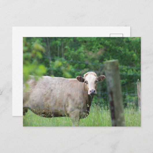 Carte Postale Vache et clôture (Devant / Derrière)