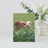 Carte Postale Vache et filets piquants (Debout devant)