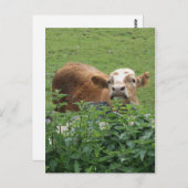 Carte Postale Vache et filets piquants (Devant / Derrière)