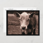 Carte Postale Vache et mouche (Devant / Derrière)