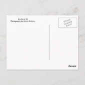 Carte Postale Vache et mouche (Dos)