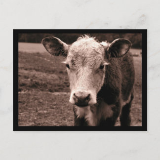 Carte Postale Vache et mouche
