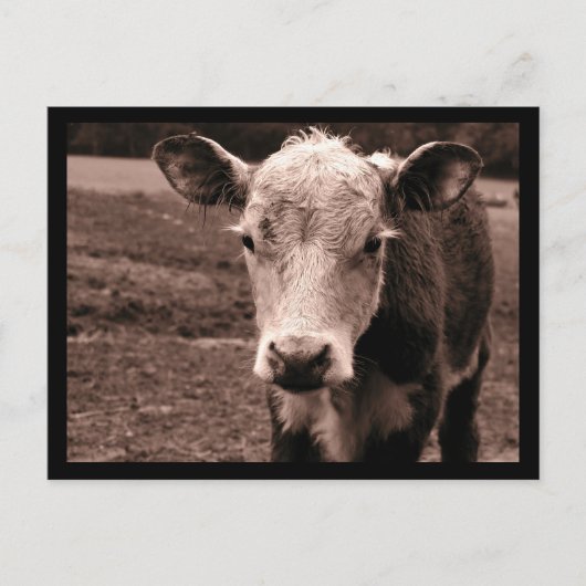 Carte Postale Vache et mouche (Devant)