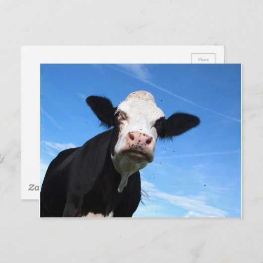 Carte Postale vache fourchue (Devant / Derrière)