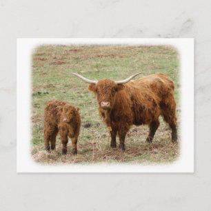 Carte Postale Vache Highland avec veau 9Y316D-048