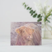 Carte Postale Vache Highland, Vache Highland (Debout devant)