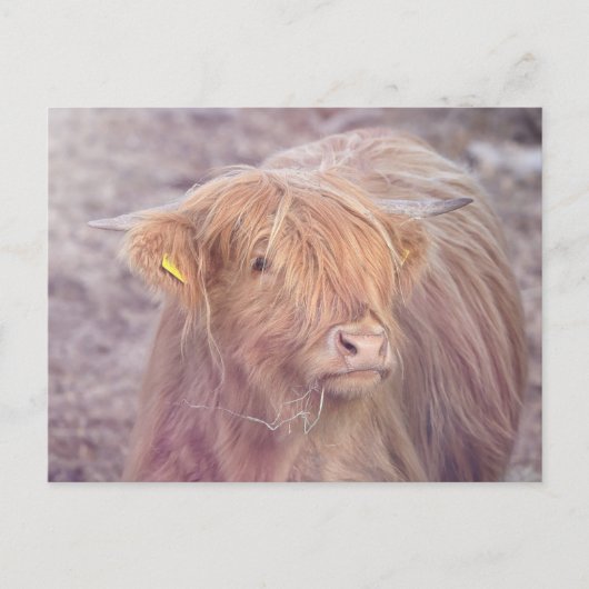 Carte Postale Vache Highland, Vache Highland (Devant)