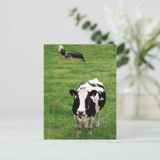 Carte Postale Vache Holstein (Debout devant)