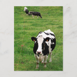Carte Postale Vache Holstein