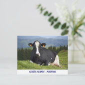 Carte Postale Vache Holstein (Debout devant)