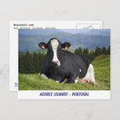 Carte Postale Vache Holstein (Devant / Derrière)