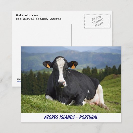 Carte Postale Vache Holstein (Devant / Derrière)