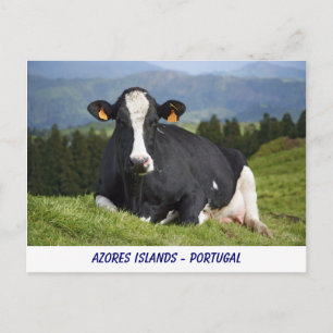 Carte Postale Vache Holstein