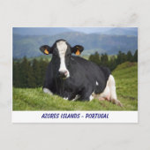 Carte Postale Vache Holstein (Devant)