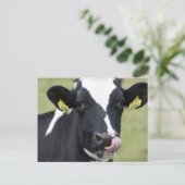 Carte Postale Vache holstein à cueillir le nez (Debout devant)