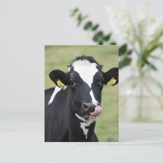 Carte Postale Vache holstein à cueillir le nez (Debout devant)