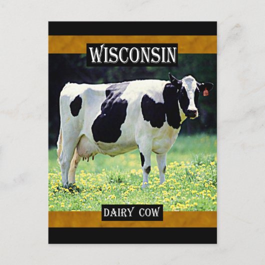 Carte Postale Vache laitière du Wisconsin (Devant)
