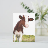 Carte Postale Vache laitière - Peint Brown & Blanc Holstein (Debout devant)