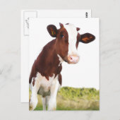 Carte Postale Vache laitière - Peint Brown & Blanc Holstein (Devant / Derrière)