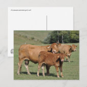 Carte Postale Vache limousine lécher son veau (Devant / Derrière)