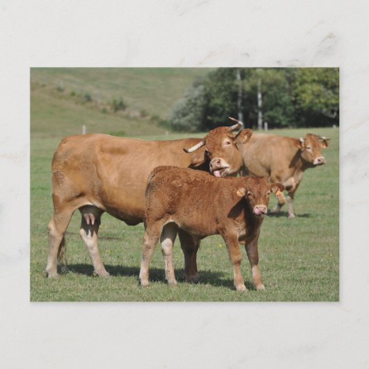 Carte Postale Vache limousine lécher son veau (Devant)