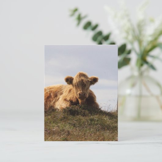 Carte Postale Vache luante sur l'île d'Islay, Écosse (Debout devant)