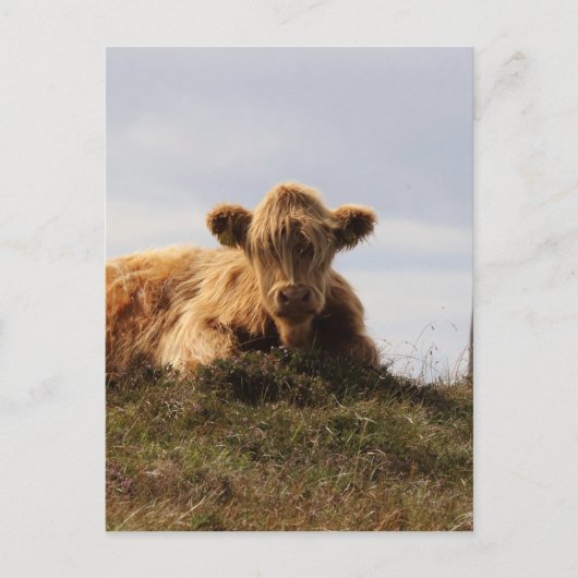 Carte Postale Vache luante sur l'île d'Islay, Écosse (Devant)