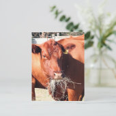 Carte Postale Vache mangeant du foin à la ferme (Debout devant)