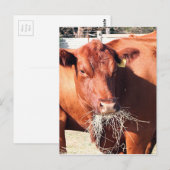 Carte Postale Vache mangeant du foin à la ferme (Devant / Derrière)