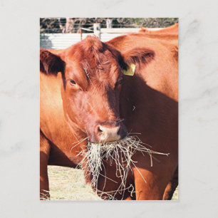 Carte Postale Vache mangeant du foin à la ferme