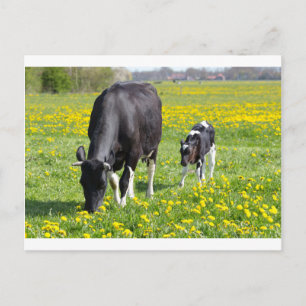 Carte Postale Vache mère et veau dans la prairie avec fleurs jau