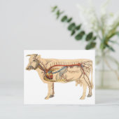 Carte Postale Vache mignonne anatomique (Debout devant)