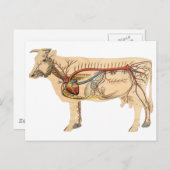 Carte Postale Vache mignonne anatomique (Devant / Derrière)