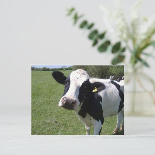 Carte Postale Vache mûre (Debout devant)