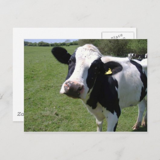 Carte Postale Vache mûre (Devant / Derrière)