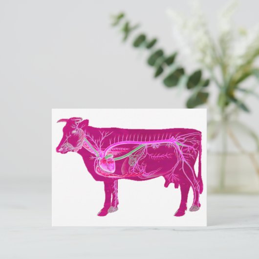 Carte Postale Vache mûre anatomique (Debout devant)