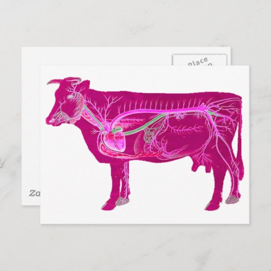 Carte Postale Vache mûre anatomique (Devant / Derrière)