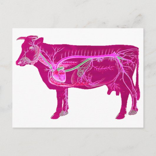 Carte Postale Vache mûre anatomique (Devant)
