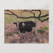 Carte Postale Vache mûre sous arbre (Devant)